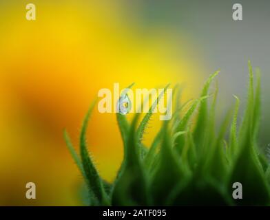 Primo piano del riflesso di un girasole in una goccia di pioggia su uno sfondo verde e giallo brillante Foto Stock