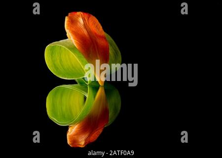 Tulipano la mia visione - tulipano arancione petalo e foglia su uno specchio sfondo nero Foto Stock
