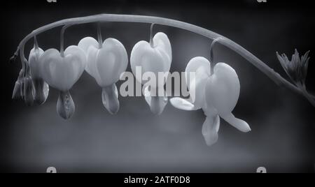 Extreme primo piano di bianco sanguinante fiori di cuore in bianco e nero Foto Stock