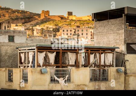 Asciugatura della pelle in conceria a Fez, Marocco Foto Stock