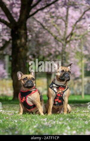 Due cani Bulldog francesi con imbracatura floreale davanti agli splendidi alberi rosa di fiori di ciliegio in primavera Foto Stock
