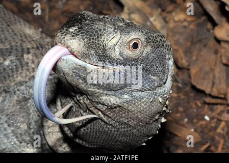 Rock monitor, monitor a gola bianca, Weißkehlwaran, Varanus albigularis ionidesi Foto Stock