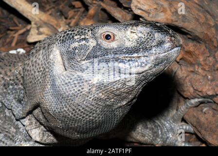 Rock monitor, monitor a gola bianca, Weißkehlwaran, Varanus albigularis ionidesi Foto Stock