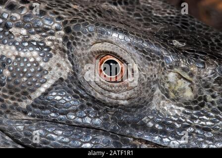 Rock monitor, monitor a gola bianca, Weißkehlwaran, Varanus albigularis ionidesi Foto Stock