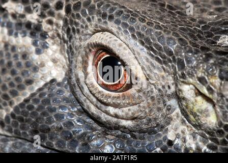 Rock monitor, monitor a gola bianca, Weißkehlwaran, Varanus albigularis ionidesi Foto Stock