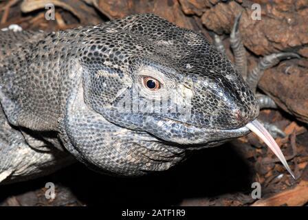 Rock monitor, monitor a gola bianca, Weißkehlwaran, Varanus albigularis ionidesi Foto Stock