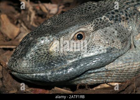 Rock monitor, monitor a gola bianca, Weißkehlwaran, Varanus albigularis ionidesi Foto Stock