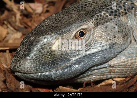 Rock monitor, monitor a gola bianca, Weißkehlwaran, Varanus albigularis ionidesi Foto Stock