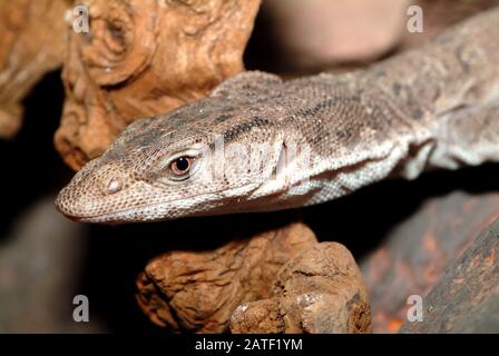 Monitor pygmy mulga o banda-coda goanna, Gillens Waran, Varanus gilleni Foto Stock