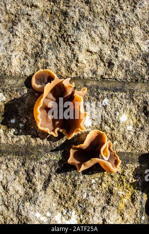 3 Peziza simile a gelatina di funghi Auricularia auricula-judae visto crescere da un muro Foto Stock