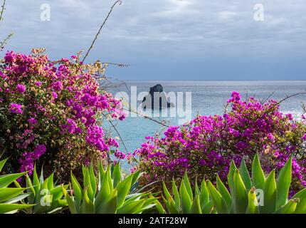 Agave e Bougainvillea fiore in primo piano e mare e orizzonte con una scogliera al centro sullo sfondo, foto da Funcal Madeira, Portogallo. Foto Stock