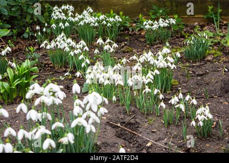 Una diffusione di primavera innevata Galanthus fiori in un angolo tranquillo in una giornata di inverno druy Foto Stock