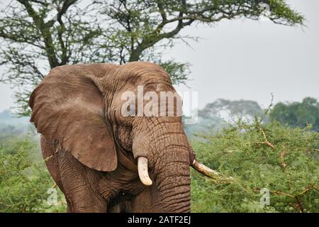 Maschio aggressivo elefante bush africano, Loxodonta africana, nel Tarangire National Park, Tanzania, Africa Foto Stock