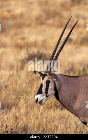 Oryx, Common Beisa, Oryx Beisa, vista laterale profilo con corni lunghi e dritti, Riserva nazionale di Samburu, Kenya, Africa. Animale a rischio di estinzione safari africano Foto Stock