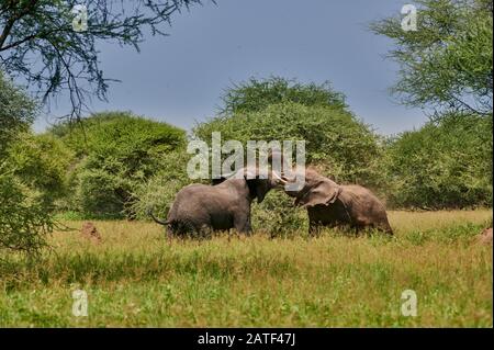 Tori di elefante combattente, elefanti africani cespugli, Loxodonta africana, nel Parco Nazionale di Tarangire, Tanzania, Africa Foto Stock