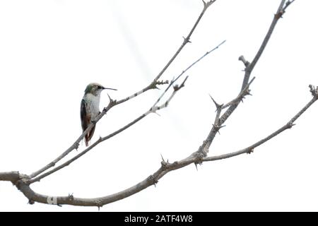 SHEARTAIL peruviano (Thaumastura cora), bello colibrì nel suo habitat naturale arroccato su alcuni rami di un albero. Lima Perù Foto Stock