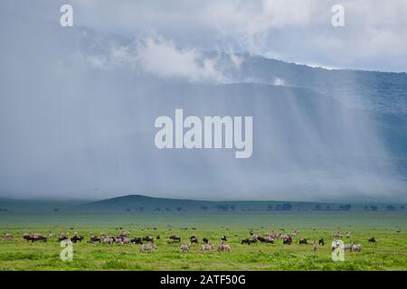 Paesaggio craterico con nuvole di pioggia e mandria di zebre e di gorgorongoro, Tanzania, Africa Foto Stock