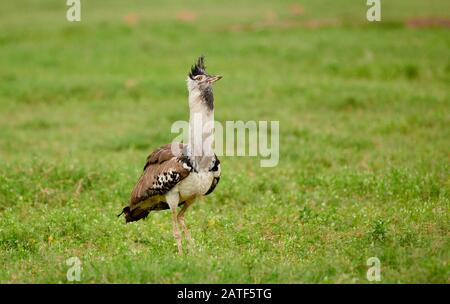 Corteggiamento kori bustard (Ardeotis kori struthiunculus), Area di conservazione di Ngorongoro, Tanzania, Africa Foto Stock