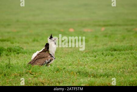 Corteggiamento kori bustard (Ardeotis kori struthiunculus), Area di conservazione di Ngorongoro, Tanzania, Africa Foto Stock