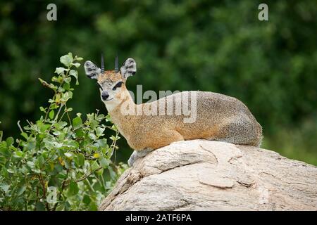 Antilope di Klipspringer (Oreotragus oreotragus), Parco Nazionale di Manyara, Tanzania, Africa Foto Stock