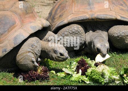 Tartaruga gigante delle Seychelles, Aldabra-Riesenschildkröte, Tortua géante des Seychelles, Aldabrachelys gigantea holissa Foto Stock