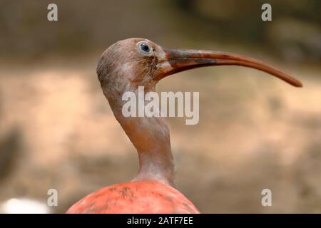 Scarlatto ibis (Eudocimus ruber), ritratto di uno splendido ibis rosa che mostra uno sguardo fisso. Lima Perù Foto Stock