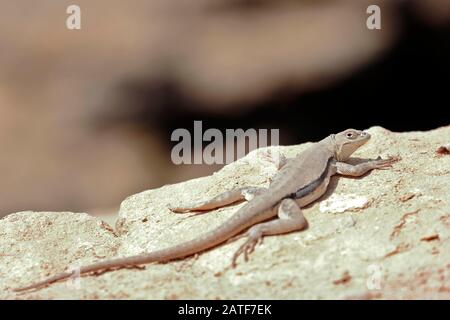 Peru Pacific Iguana (Microphus pervianus), bellissimo esemplare di lucertola peruviana, sulla riva della spiaggia che riscalda il suo corpo al sole in Paracas. Foto Stock