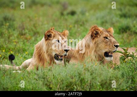 Due giovani leoni maschi (Panthera leo) nel Parco Nazionale del Serengeti, patrimonio mondiale dell'UNESCO, Tanzania, Africa Foto Stock