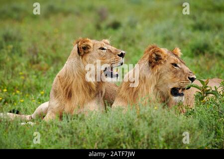 Due giovani leoni maschi (Panthera leo) nel Parco Nazionale del Serengeti, patrimonio mondiale dell'UNESCO, Tanzania, Africa Foto Stock