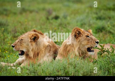 Due giovani leoni maschi (Panthera leo) nel Parco Nazionale del Serengeti, patrimonio mondiale dell'UNESCO, Tanzania, Africa Foto Stock