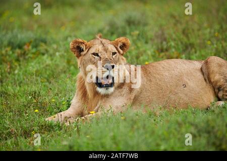 Leone maschile più giovane (Panthera leo) nel Parco Nazionale del Serengeti, sito patrimonio mondiale dell'UNESCO, Tanzania, Africa Foto Stock
