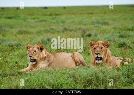 Due giovani leoni maschi (Panthera leo) nel Parco Nazionale del Serengeti, patrimonio mondiale dell'UNESCO, Tanzania, Africa Foto Stock