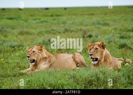 Due giovani leoni maschi (Panthera leo) nel Parco Nazionale del Serengeti, patrimonio mondiale dell'UNESCO, Tanzania, Africa Foto Stock