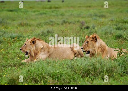 Due giovani leoni maschi (Panthera leo) nel Parco Nazionale del Serengeti, patrimonio mondiale dell'UNESCO, Tanzania, Africa Foto Stock