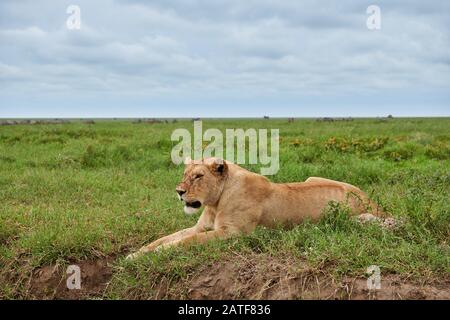 Contessa, leone (panthera leo) nel Parco Nazionale Serengeti, patrimonio mondiale dell'UNESCO, Tanzania, Africa Foto Stock