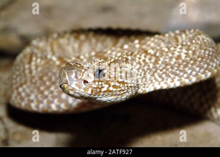 Rattlesnake di Uracoan, Crotalus vegrdis, csörgőkígyó, serpente velenoso Foto Stock