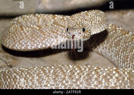 Rattlesnake di Uracoan, Crotalus vegrdis, csörgőkígyó, serpente velenoso Foto Stock