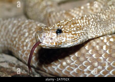 Rattlesnake di Uracoan, Crotalus vegrdis, csörgőkígyó, serpente velenoso Foto Stock