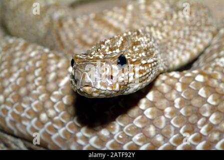 Rattlesnake di Uracoan, Crotalus vegrdis, csörgőkígyó, serpente velenoso Foto Stock