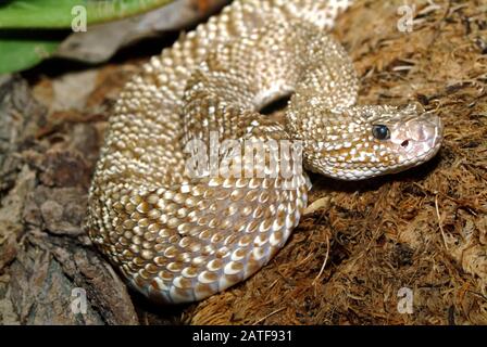 Rattlesnake di Uracoan, Crotalus vegrdis, csörgőkígyó, serpente velenoso Foto Stock