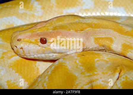Pitone birmano, albino, Tigerpython, Python bivittatus, szalagos tigrospiton Foto Stock