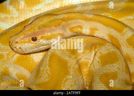 Pitone birmano, albino, Tigerpython, Python bivittatus, szalagos tigrospiton Foto Stock