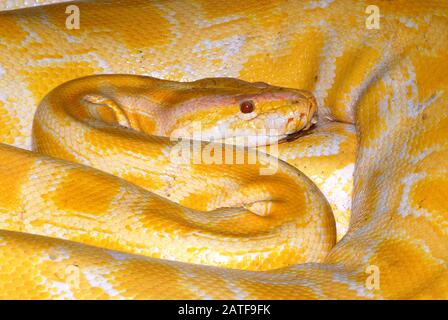 Pitone birmano, albino, Tigerpython, Python bivittatus, szalagos tigrospiton Foto Stock