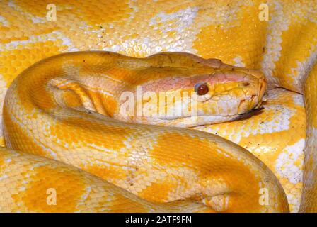 Pitone birmano, albino, Tigerpython, Python bivittatus, szalagos tigrospiton Foto Stock