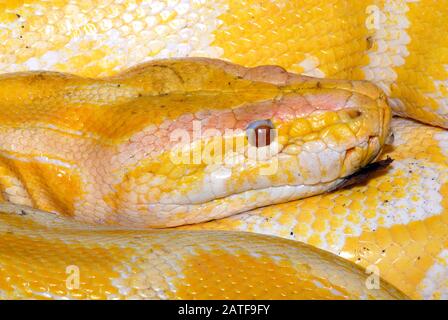 Pitone birmano, albino, Tigerpython, Python bivittatus, szalagos tigrospiton Foto Stock