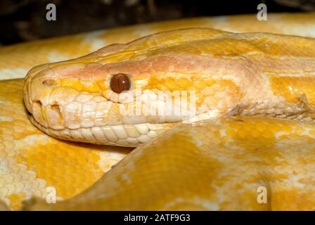 Pitone birmano, albino, Tigerpython, Python bivittatus, szalagos tigrospiton Foto Stock