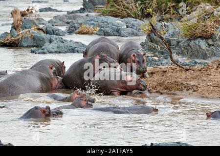 Lotta con Hippos (Hippopotamus anfibio) nella famosa Hippo-Pool del Parco Nazionale Serengeti, sito patrimonio dell'umanità dell'UNESCO, Tanzania, Africa Foto Stock