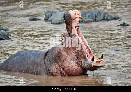 Ippopotamo nascente con denti enormi (Hippopotamus anfibio) nella famosa Hippo-Pool del Serengeti National Park, sito patrimonio dell'umanità dell'UNESCO, Tanzania, Africa Foto Stock