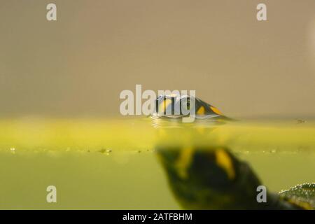 Tartaruga del fiume sudamericano (Podocnemis expansa), un esemplare bello di una tartaruga di charapa nuotando all'interno di un stagno prigioniero. Lima Perù Foto Stock