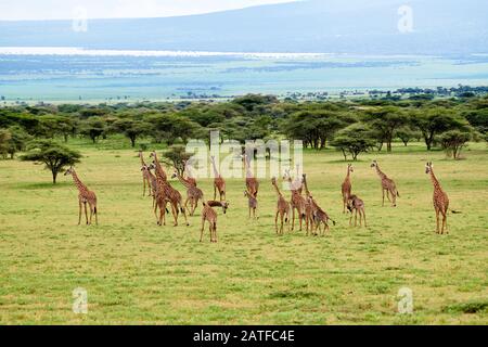 Massai giraffes 'Giraffa camelopardalis tippelskirchi' in Serengeti, Ngorongoro conservazione Area, Patrimonio dell'Umanità dell'UNESCO, Tanzania, Africa Foto Stock